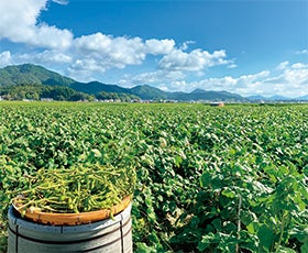 丹波篠山黒枝豆収穫体験と大正期のモダンな洋館コヤノ美術館ガイド案内1